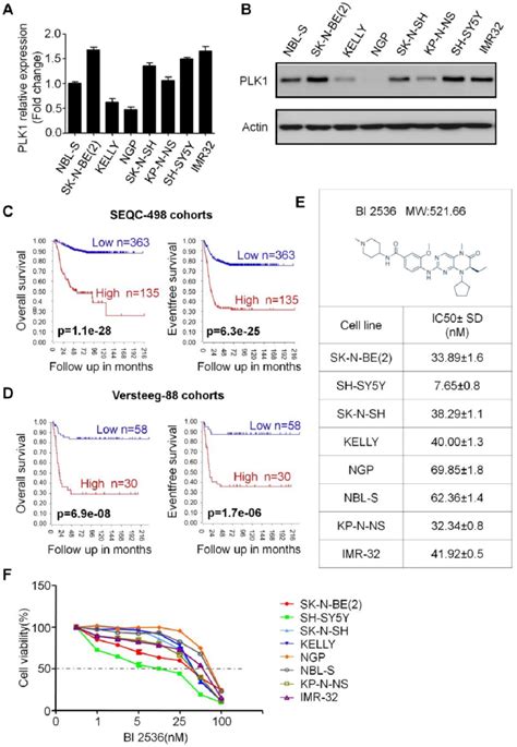 PLK1 Was Over Expressed And Inhibition Of PLK1 By BI 2536 Reduced