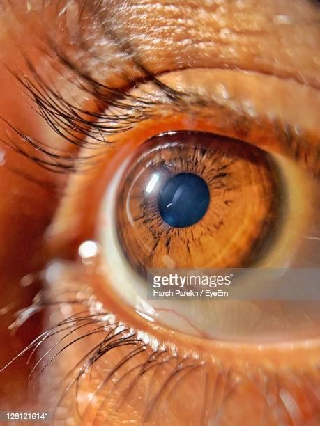 Extreme Close Up Nose Fotografías E Imágenes De Stock Getty Images