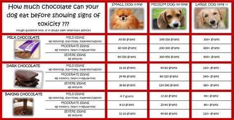 chocolate toxicity  alice springs veterinary hospital