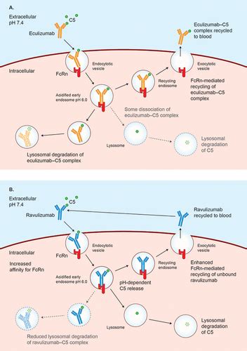 Full Article Ravulizumab In Myasthenia Gravis A Review Of The Current