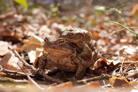 What Do Toads Eat? - Colbert On Demand