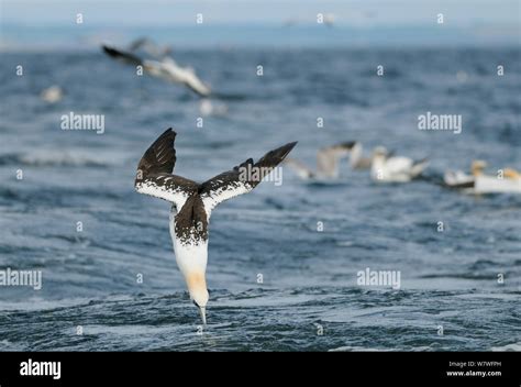 Northern gannet diving fish hi-res stock photography and images - Alamy