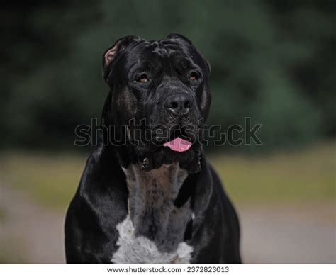 American Bully Xl Black Color Stock Photo 2372823013 | Shutterstock