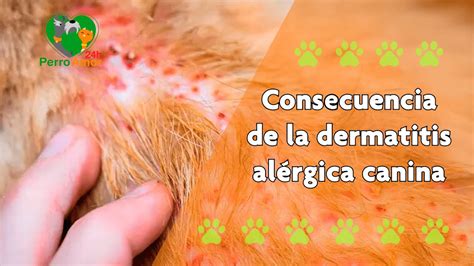 Consecuencia De La Dermatitis Atópica Canina No Tratada Youtube