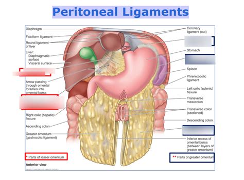 Lecture Peritoneum Peritoneal Cavity Diagram Quizlet