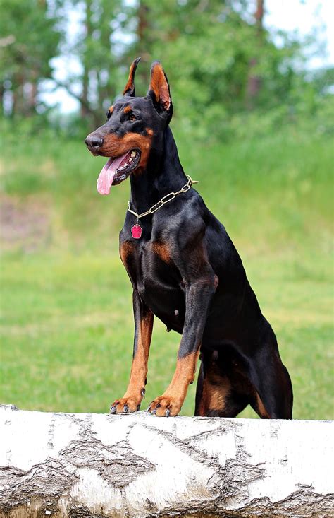 Doberman 1080P, 2K, 4K, 5K HD wallpapers free download | Wallpaper Flare