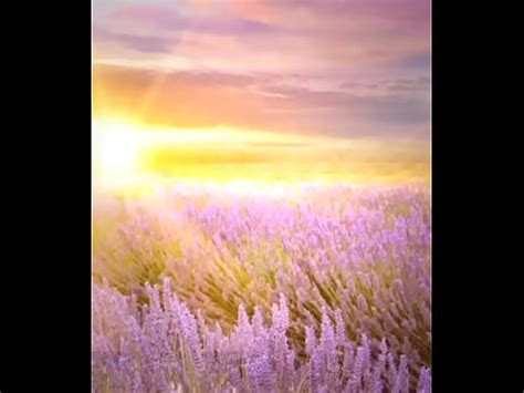 Playful Lingerie XVIDEOS