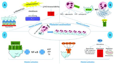 Main Inflammatory Mediators Of Platelet Activation A Endothelial