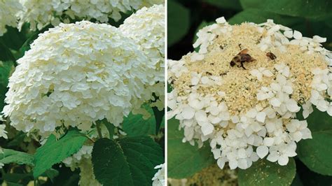 Which Smooth Hydrangeas Are Best For Pollinators Mophead Or Lacecap