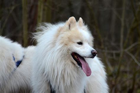 13 Impressive Large White Dog Breeds That Steal Hearts