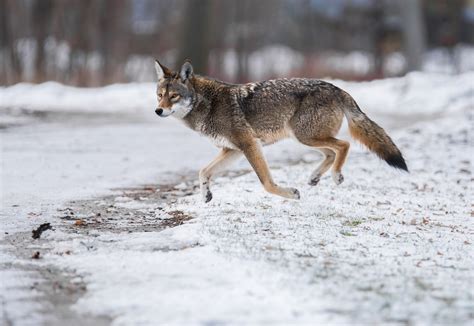 The spread of coyotes in the eastern US hasn’t affected deer numbers ...