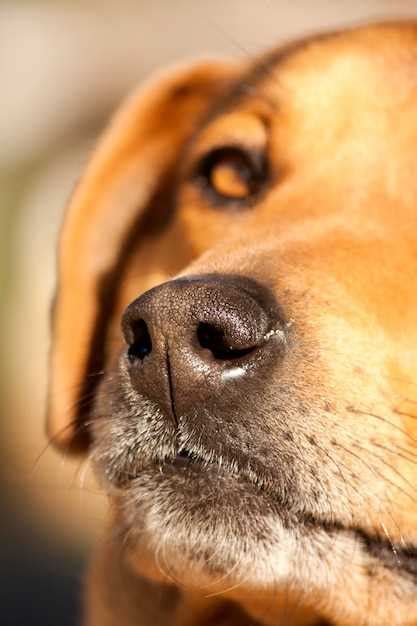 Pourquoi Les Chiens Ont Ils Les Yeux Marrons