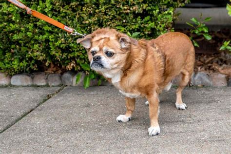 Cosas Que Tu Perro Odia Que Podr As Estar Haciendo