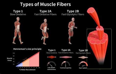 Muscle fiber types explained simply - by Coach Castle