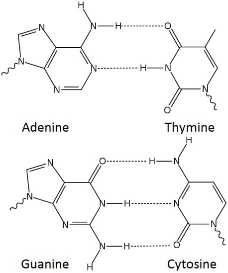 The two base pairs of DNA | Download Scientific Diagram