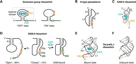 Flipping The Script Understanding Riboswitches From An Alternative