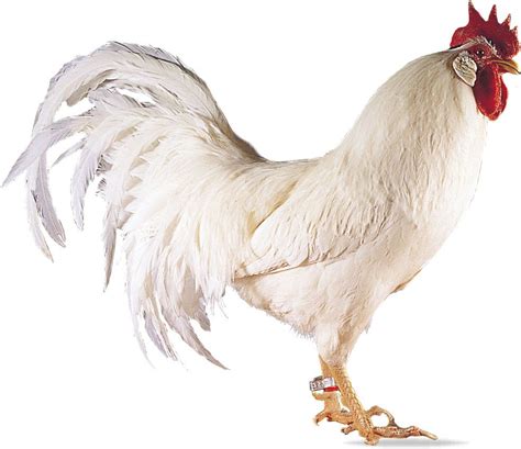 White Leghorn Breed Of Chicken Britannica