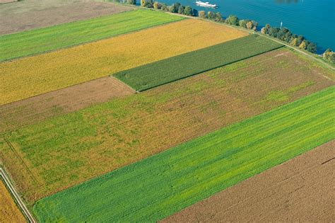 Using Intercropping Systems For Sustainable Global Agricultural