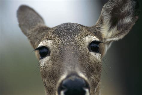 That Deer in the Headlights Look – Missiologically Thinking