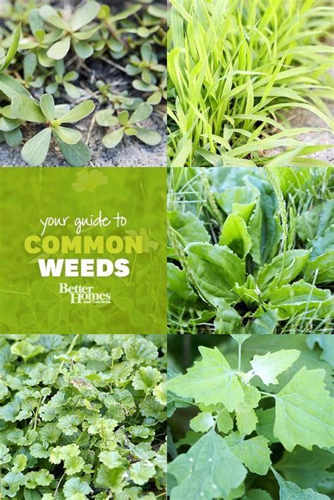 Weed Identification Guide Gardening Garden Pests Weeds In Lawn Garden