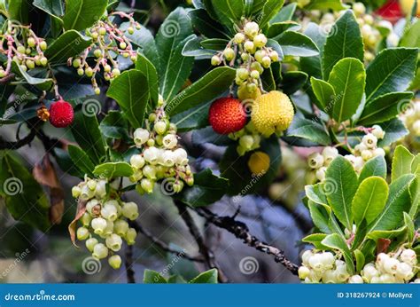 arbutus unedo commonly    strawberry tree berries