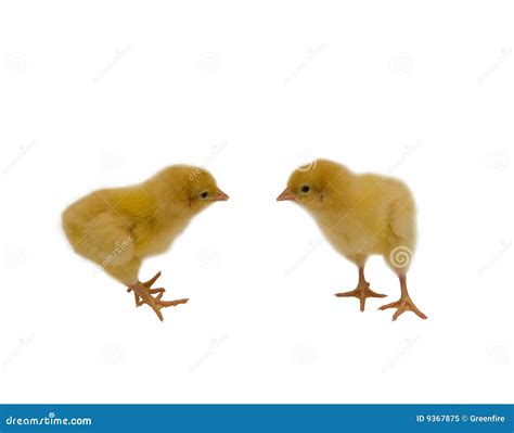 Baby Chickens Royalty-Free Stock Photography | CartoonDealer.com #69678551