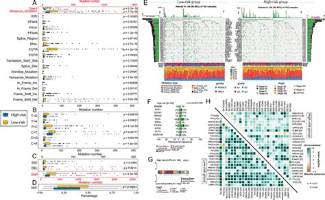 Landscape Of Somatic Mutation In High Risk Group And Low Risk Group