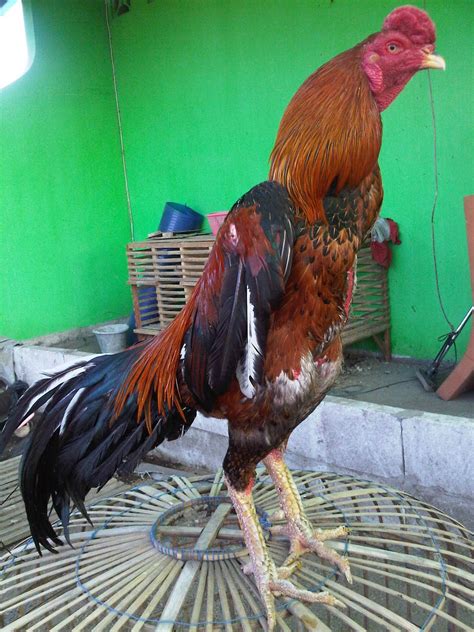 Foto Ayam Jago Bangkok Petarung Terhebat