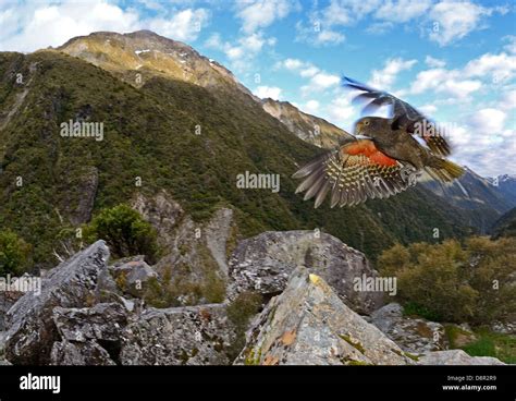 Kea Bird Hi Res Stock Photography And Images Alamy