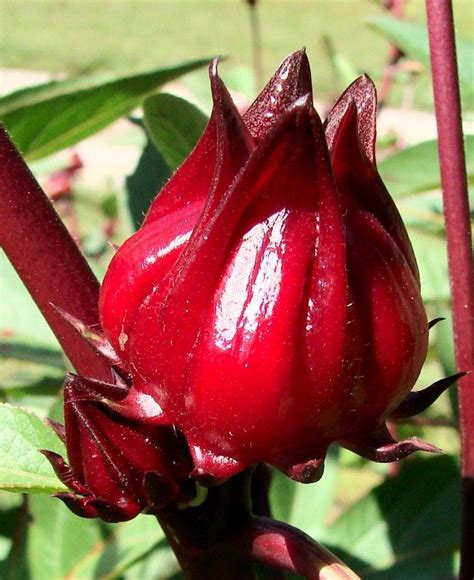 Photo Of The Seed Pods Or Heads Of Roselle Hibiscus Hibiscus