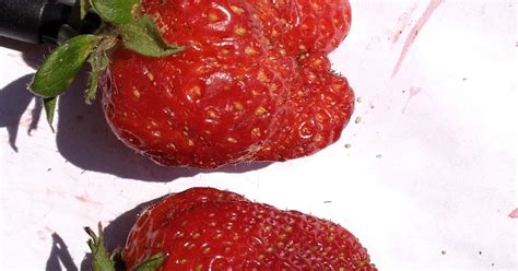 NC Small Fruit & Specialty Crop IPM: What causes misshapen strawberries?