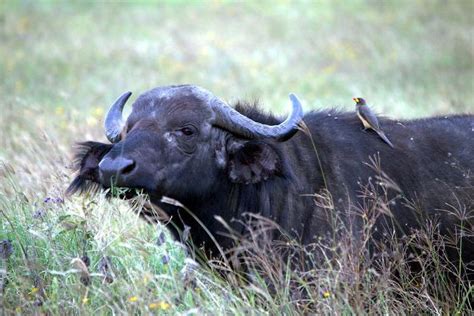 Akagera National Park Day Trip Explore Rwanda S Big Five On A Quick