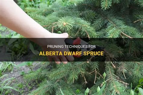 Pruning Techniques For Alberta Dwarf Spruce | ShunCy