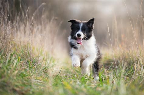 Mini Border Collie — Everything You Need To Know