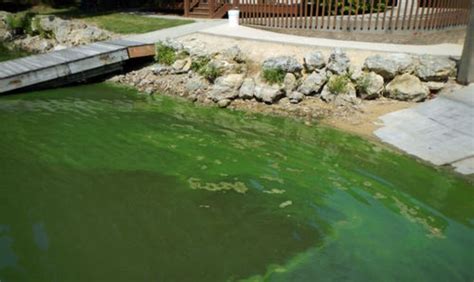 Blue-green algae - Natural Resources