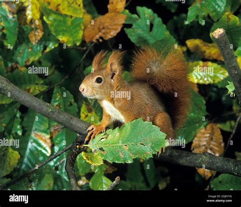 Red Squirrel Sciurus Vulgaris Female Standing On Branch Stock Photo