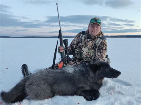 British Columbia wolf hunt | Long Range Hunting Forum