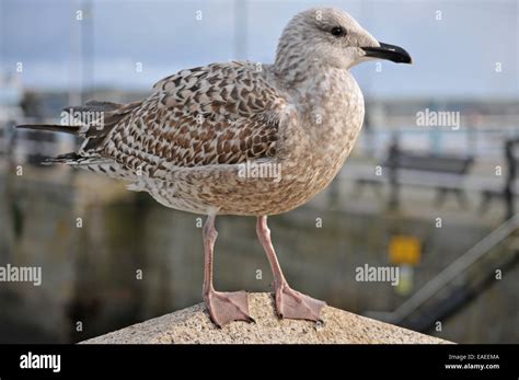 Young seagull Stock Photo - Alamy