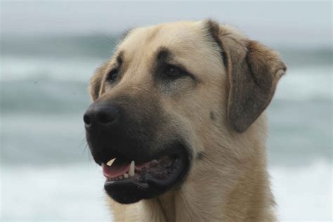 Anatolian Shepherd Dog portret photo and wallpaper. Beautiful Anatolian ...