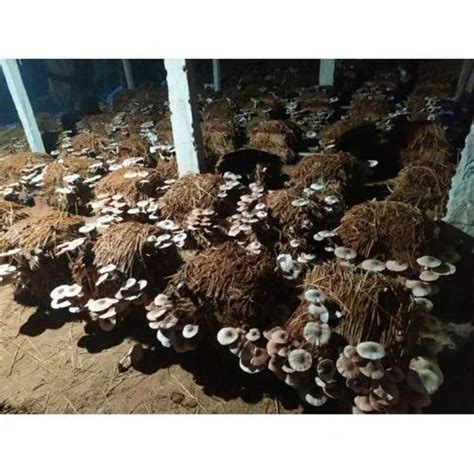 Paddy Straw Mushrooms Kg Paddy Straw Mushroom Manufacturer From Raipur