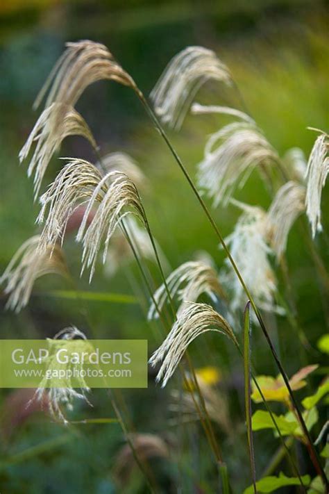 Miscanthus Nepalensi Stock Photo By Claire Takacs Image 0144849