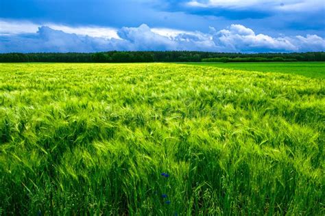 Barley Field On A Windy Day Stock Photo Image Of Grass Windy 221902546