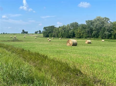 Early Signs Show Good St Hay Crop Brownfield Ag News