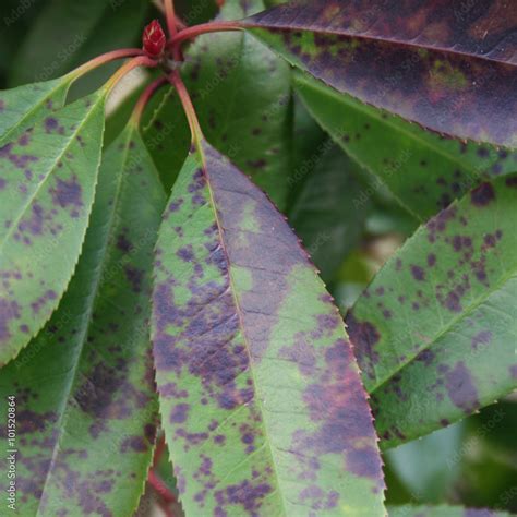 Foto Stock Malattia Delle Foglie Di Cespuglio Di Photinia Fungus