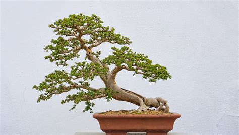 How to Care for a Chinese Elm Bonsai Tree - Best Bonsai Tools