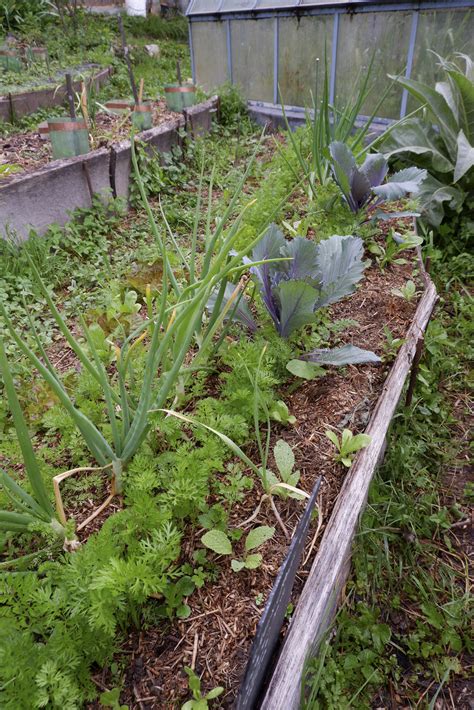 Pailler Son Potager Pour Des L Gumes En Bonne Sant Habitatdurable