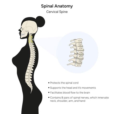 Premium Vector Spinal Anatomy Cervical Spine Infographic In Vector