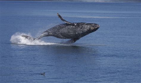 Humpback Whale Facts Their Habitat Diet Size And Much More