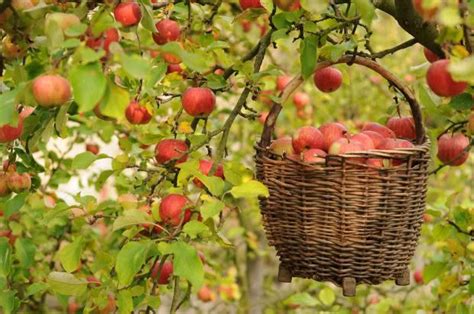 How To Design A Fruitful Home Orchard