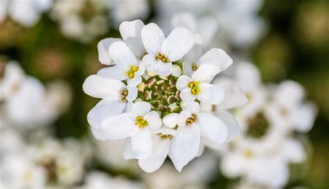 Plantar Iberis De Fulla Perenne Cuidar Una Planta A Laire Lliure